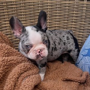 french bulldog teacup puppies for sale