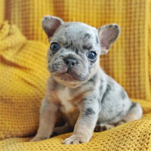 french bulldog teacup puppies for sale